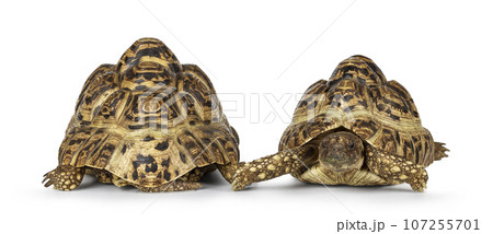 Leopard Tortoise on white background Leopard Tortoise on white background 107255701
