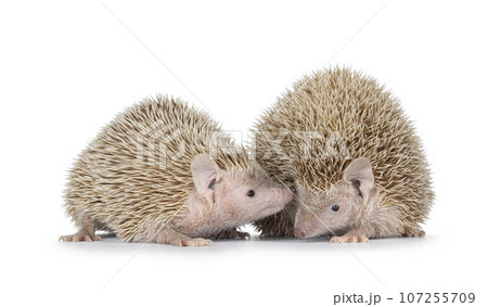 Lesser Tenrecs on white background Lesser Tenrecs on white background 107255709