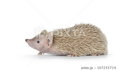 Lesser Tenrec on white background 107255714