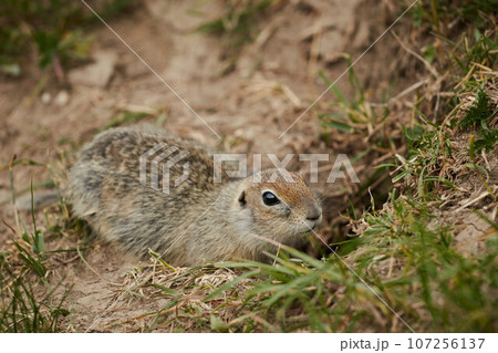 ground squirrel in wild, close-up, blurred background, rodent in grass ground squirrel in wild, close-up, blurred background, rodent in grass 107256137