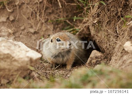 ground squirrel in wild, close-up, blurred background, rodent in grass ground squirrel in wild, close-up, blurred background, rodent in grass 107256141