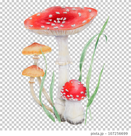 Red fly agaric, Galerina marginata and green grass. Watercolor hand drawn realistic botanical illustration with Amanita muscaria, Poisonius mushrooms clip art for eco goods, cards, posters, prints Red fly agaric, Galerina marginata and green grass. Watercolor hand drawn realistic botanical illustration with Amanita muscaria, Poisonius mushrooms clip art for eco goods, cards, posters, prints 107256699