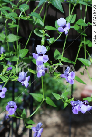 垂れ下がるスーパートレニアの小花 垂れ下がるスーパートレニアの小花 107256705