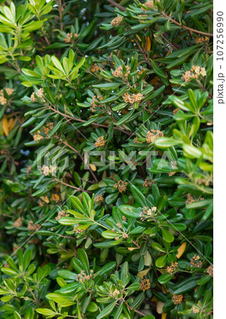 Green leaves or bush natural wall. Vertical background for social networks with copy space and empty place for advertising Green leaves or bush natural wall. Vertical background for social networks with copy space and empty place for advertising 107256990