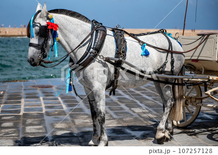 Cart with a horse for tourists in the port of the Greek city of Chania 107257128