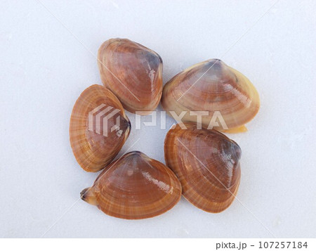 活きたアオヤギの白バック 107257184