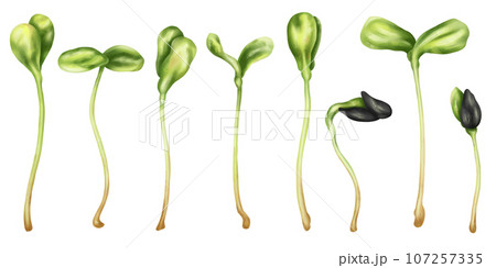 Illustration of sunflower micro-greenery in watercolor style. Young seed seedlings, a useful supplement to food. Clipart on a white background. Plants for gardening, ingredients for cooking 107257335
