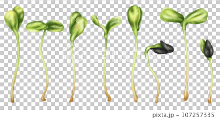 Illustration of sunflower micro-greenery in watercolor style. Young seed seedlings, a useful supplement to food. Clipart on a white background. Plants for gardening, ingredients for cooking 107257335