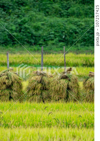 稲刈りを終え稲干ししている田んぼ 107257425