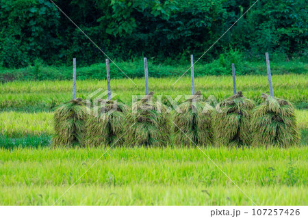 稲刈りを終え稲干ししている田んぼ 107257426