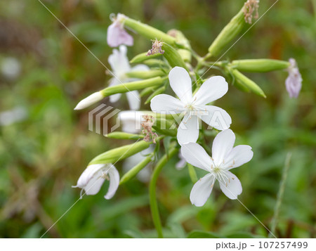 サボンソウ 107257499