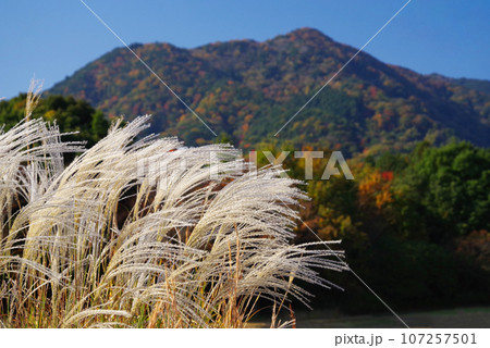 風になびくススキと秋の山 107257501