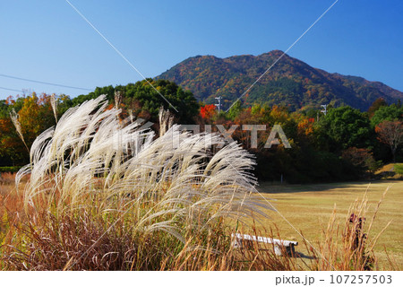 風になびくススキと秋の山 風になびくススキと秋の山 107257503