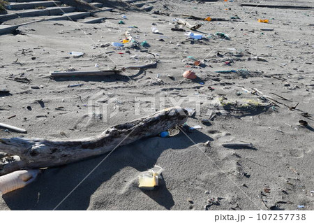 海岸に漂着した流木 107257738