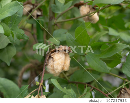 ナンキンワタ 107257938