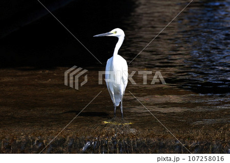 餌を狙う白鷺 107258016