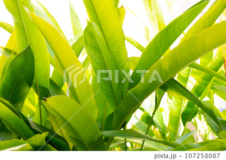 Heliconia guadalupe plant, green leaves Heliconia guadalupe plant, green leaves 107258087