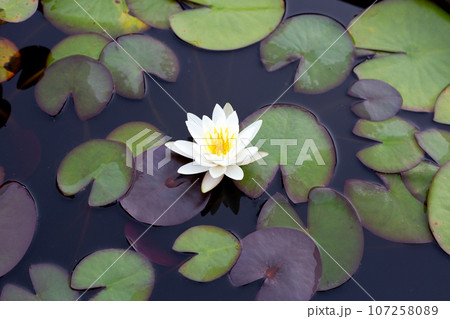 Beautiful white water lily. Lotus flower with leaves Beautiful white water lily. Lotus flower with leaves 107258089