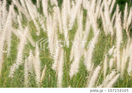 Fountain grass or pennisetum alopecuroides Fountain grass or pennisetum alopecuroides 107258105