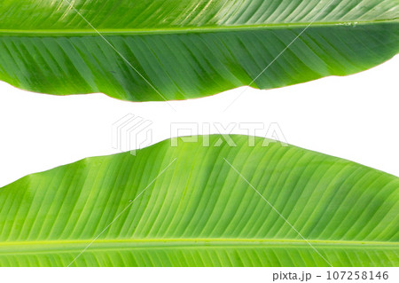 Fresh banana leaves on white background. 107258146