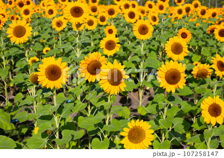 Sunflower field, Beautiful summer landscape. 107258147