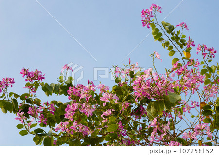 Bauhinia purpurea tree with pink flower 107258152