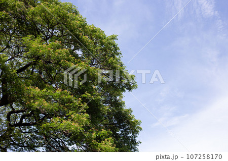 Rain tree. Samanca Saman (Jacq) Merr. 107258170