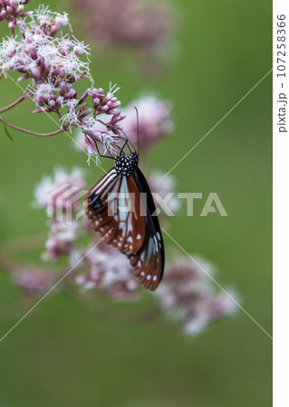 フジバカマの吸蜜をするアサギマダラ 107258366