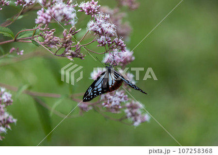 フジバカマの吸蜜をするアサギマダラ 107258368