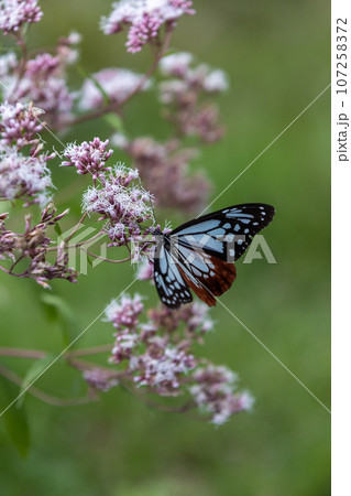 フジバカマの吸蜜をするアサギマダラ フジバカマの吸蜜をするアサギマダラ 107258372
