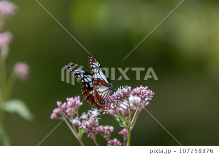 フジバカマの吸蜜をするアサギマダラ 107258376