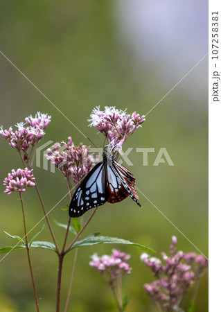 フジバカマの吸蜜をするアサギマダラ 107258381
