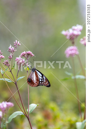 フジバカマの吸蜜をするアサギマダラ 107258383