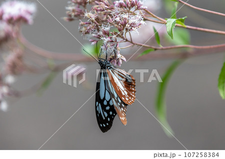 フジバカマの吸蜜をするアサギマダラ フジバカマの吸蜜をするアサギマダラ 107258384