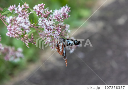 フジバカマの吸蜜をするアサギマダラ フジバカマの吸蜜をするアサギマダラ 107258387