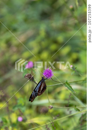 アザミにとまるアサギマダラ 107258399