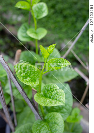 Ceylon spinach or basella rubra linn 107258561