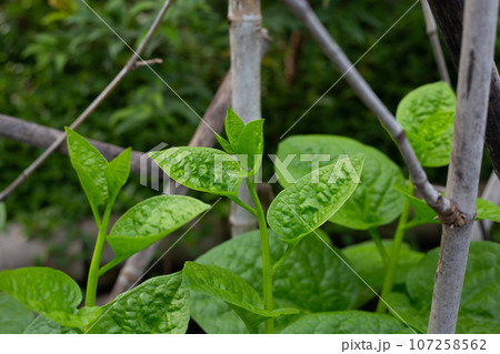Ceylon spinach or basella rubra linn Ceylon spinach or basella rubra linn 107258562