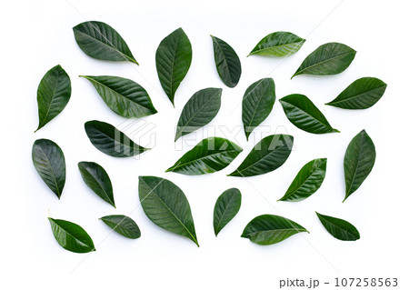 Green leaves of cape jasmine or garden gardenia, gerdenia flower Green leaves of cape jasmine or garden gardenia, gerdenia flower 107258563