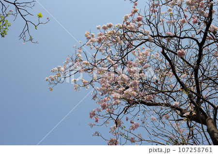 Trumpet Tree, Pink Poui, New World Trumpet, Rosy Trumpet Trumpet Tree, Pink Poui, New World Trumpet, Rosy Trumpet 107258761