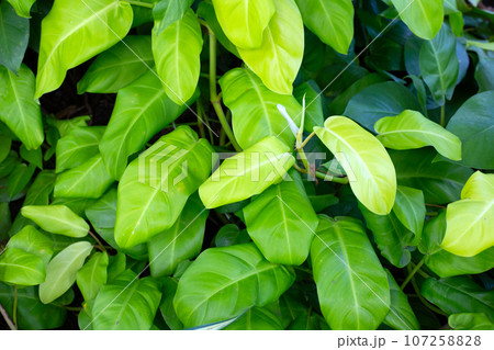 Philodendron plant in the garden Philodendron plant in the garden 107258828