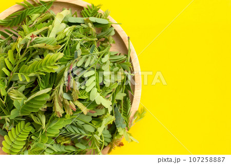 Young tamarind leaves on yellow background. 107258887