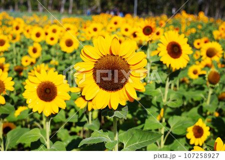Sunflower field, Beautiful summer landscape. Sunflower field, Beautiful summer landscape. 107258927