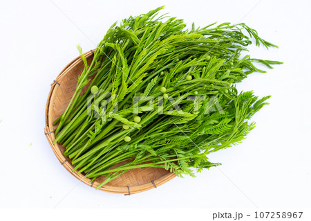 Leucaena leucocephala isolated on white background 107258967