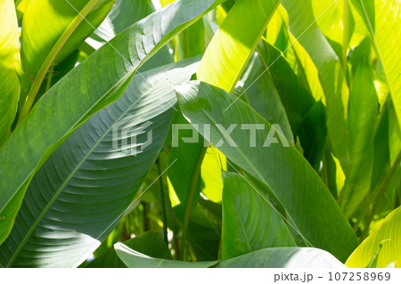 Green leaves of heliconia guadalupe plant Green leaves of heliconia guadalupe plant 107258969
