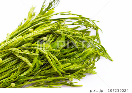 Leucaena leucocephala isolated on white background 107259024