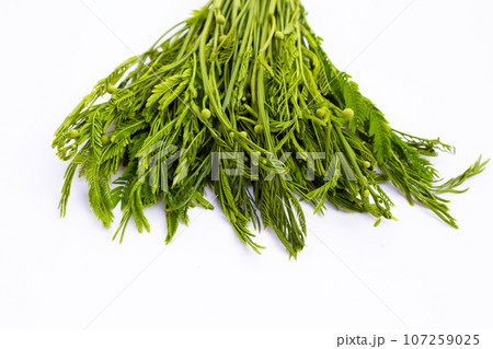 Leucaena leucocephala isolated on white background Leucaena leucocephala isolated on white background 107259025