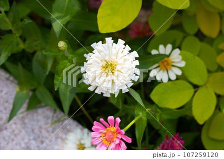 Zinnia flower in the garden 107259120