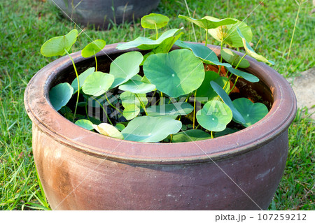 Beautiful water lily. Lotus water plant in a pot Beautiful water lily. Lotus water plant in a pot 107259212