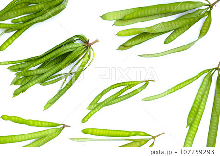 Leucaena leucocephala isolated on white background 107259293